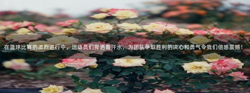 vsport体育官方正版app娱乐40996:在篮球比赛的激